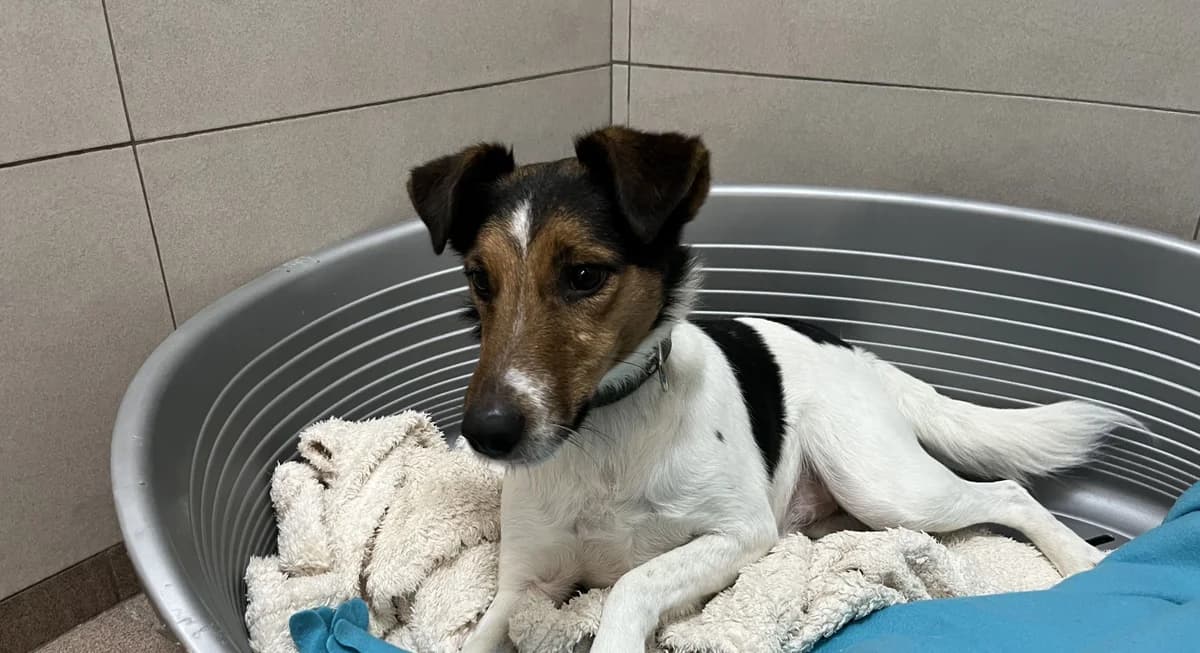 KODY, male 6yo mixed breed for adoption at Help Animals, Brussels