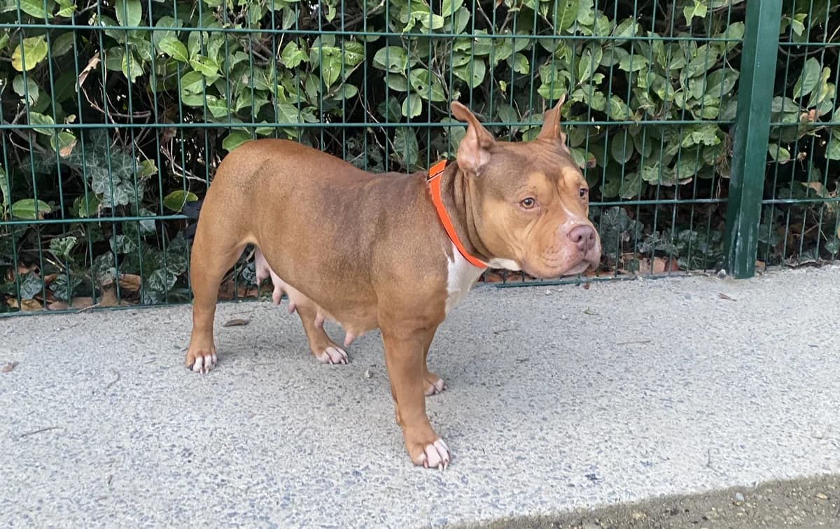 KAMOURA, female 6yo mixed breed for adoption at Help Animals, Brussels