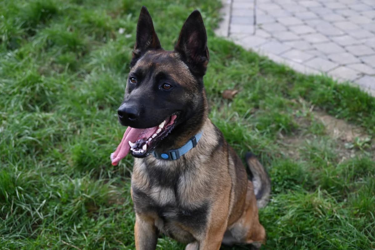 Kenji, male 5yo Belgian Malinois for adoption at SRPA Veeweyde Brussels, Brussels