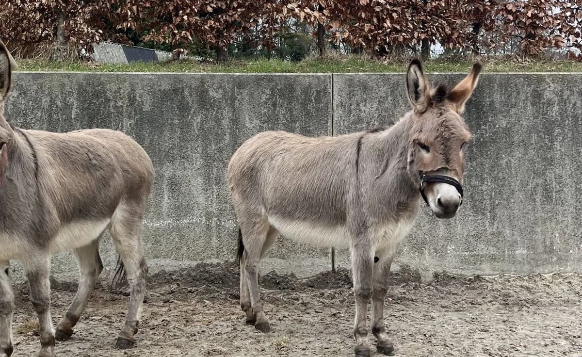 VOYELLE, female senior mixed breed for adoption at Help Animals, Brussels