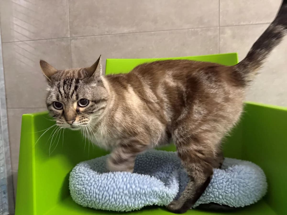 ALASKA, male senior Mixed Breed for adoption at Help Animals, Brussels