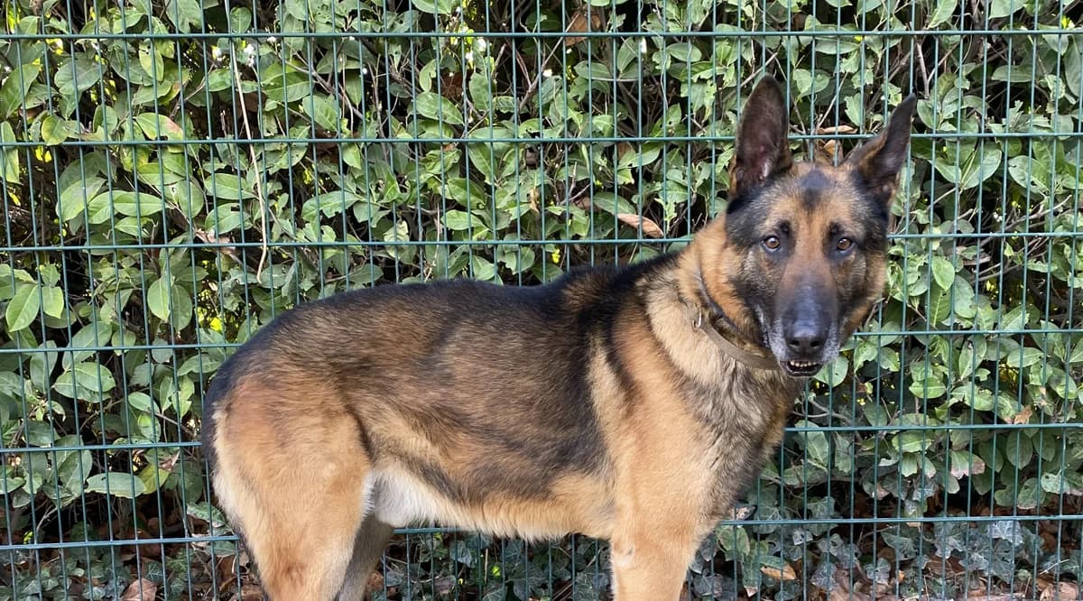 STARCK, male 7yo Belgian Malinois for adoption at Help Animals, Brussels
