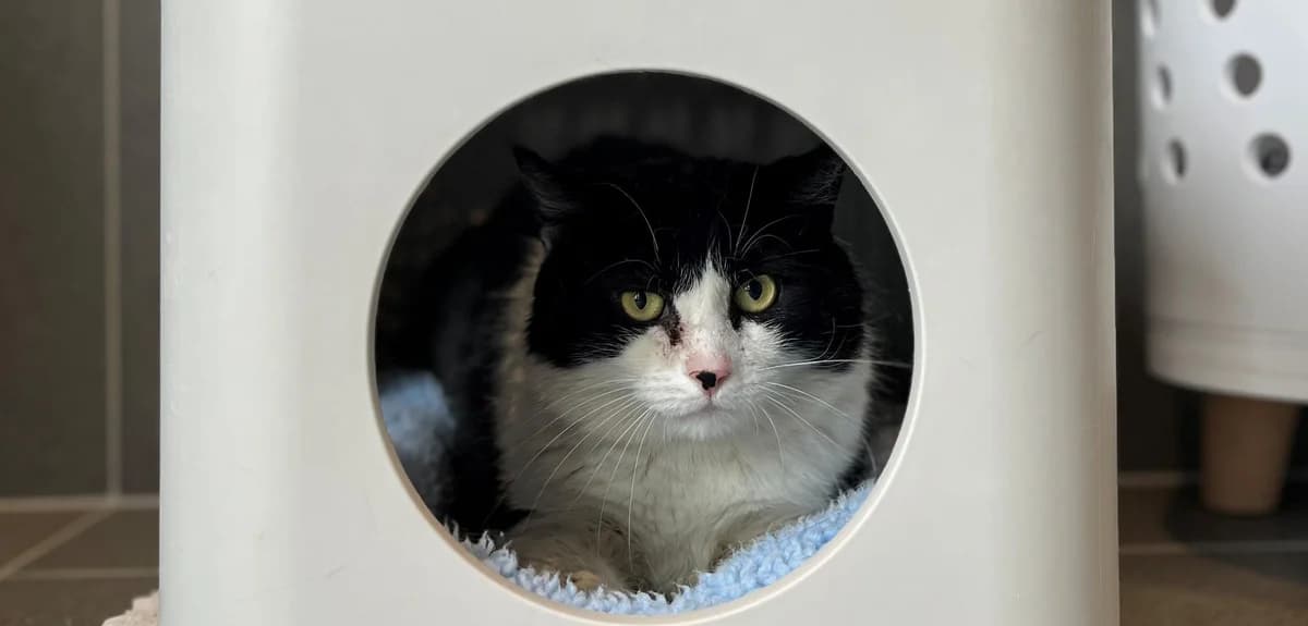 CIBOULET, male 3yo European Shorthair for adoption at Help Animals, Brussels