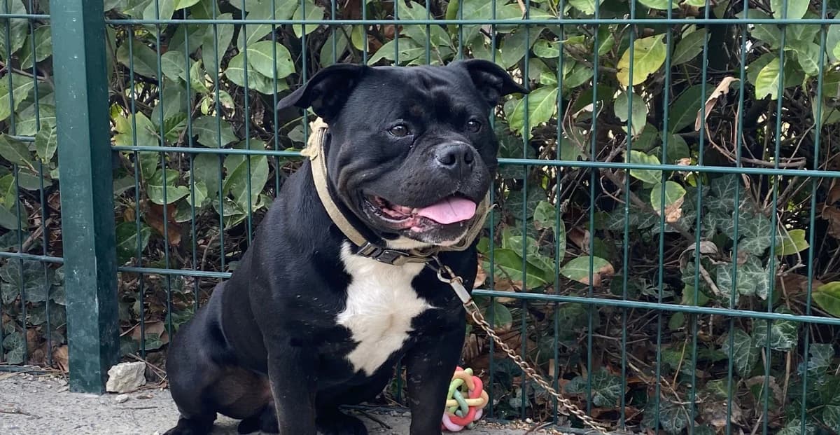 CHOPIN, male 4yo mixed breed for adoption at Help Animals, Brussels
