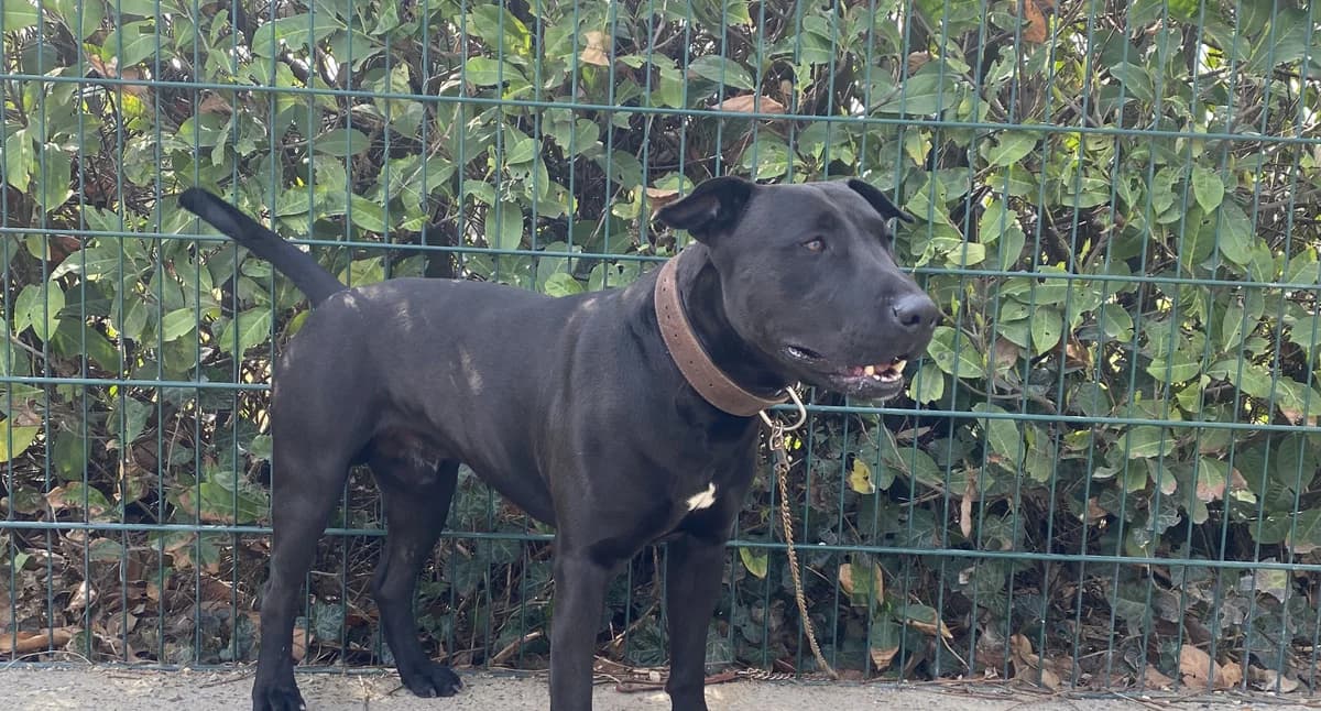 ZORO, male 4yo American Staffordshire Terrier for adoption at Help Animals, Brussels