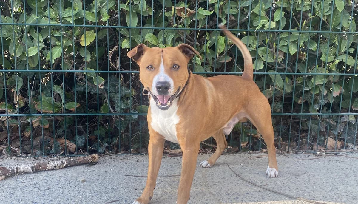 DUCK, male 6yo American Staffordshire Terrier for adoption at Help Animals, Brussels
