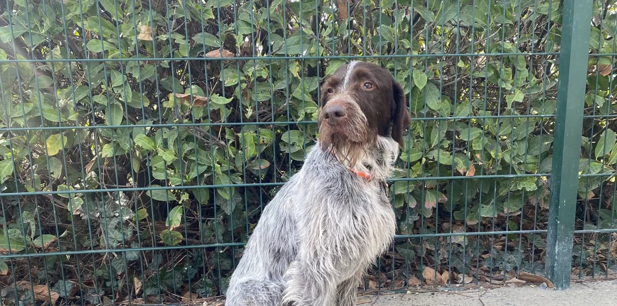 PABLO, male 6yo mixed breed for adoption at Help Animals, Brussels