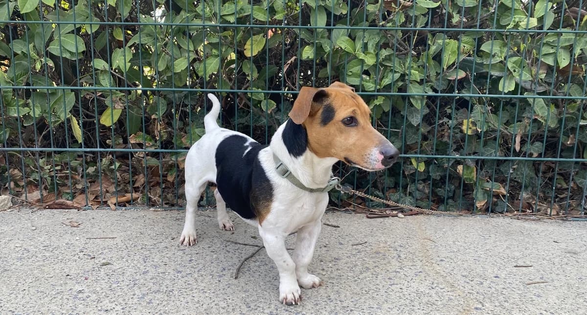 TEUFFY, male 4yo Jack Russell Terrier for adoption at Help Animals, Brussels