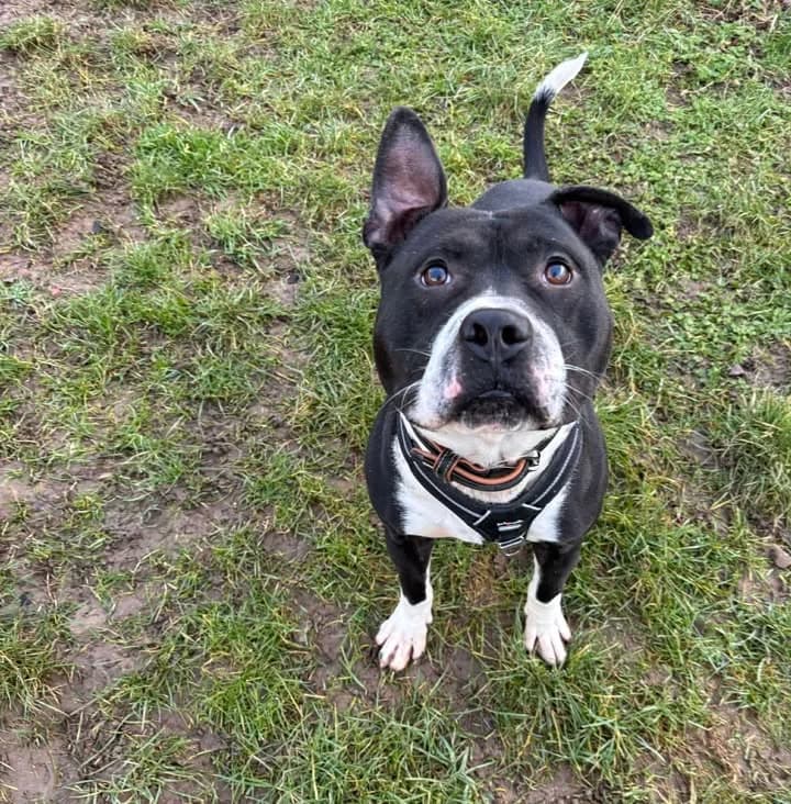 Gaston, male 5yo American Staffordshire Terrier for adoption at SRPA Veeweyde Brussels, Brussels