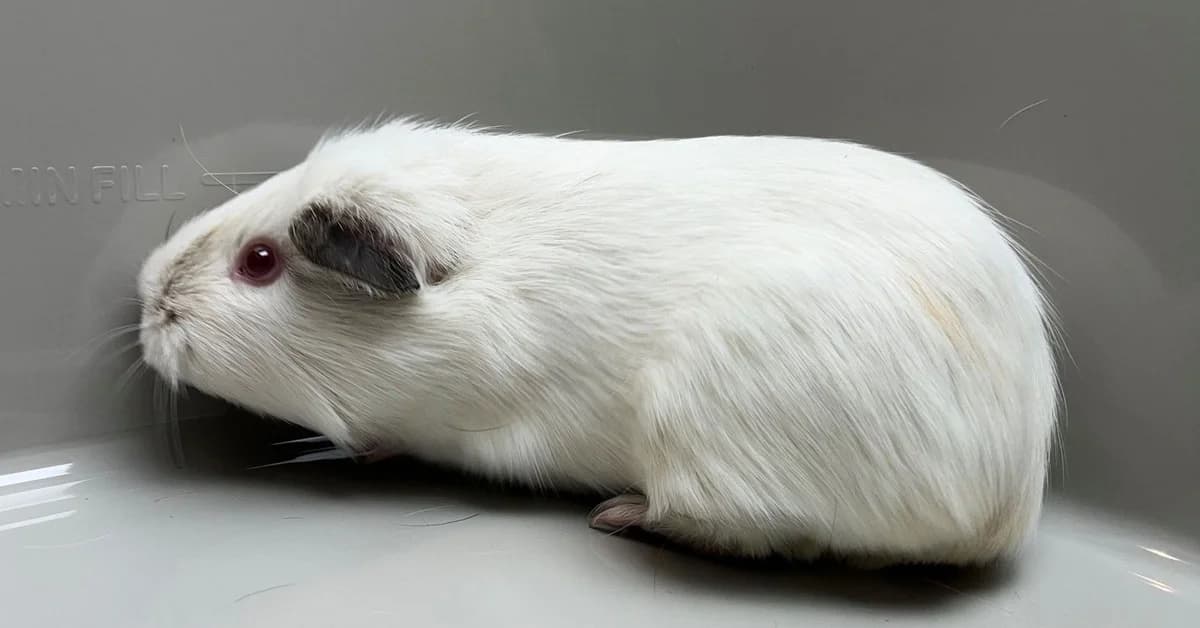 TAMARA, female 3yo mixed breed for adoption at Help Animals, Brussels