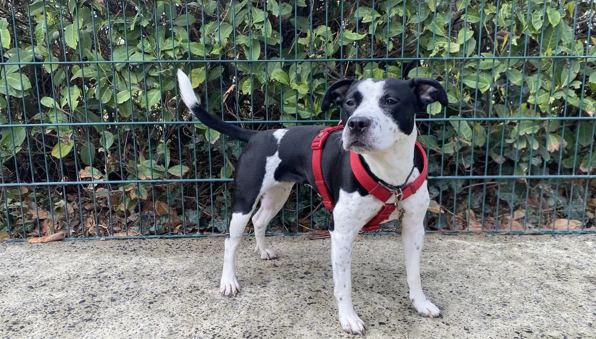 LUNA, female 3yo Mixed Breed for adoption at Help Animals, Brussels