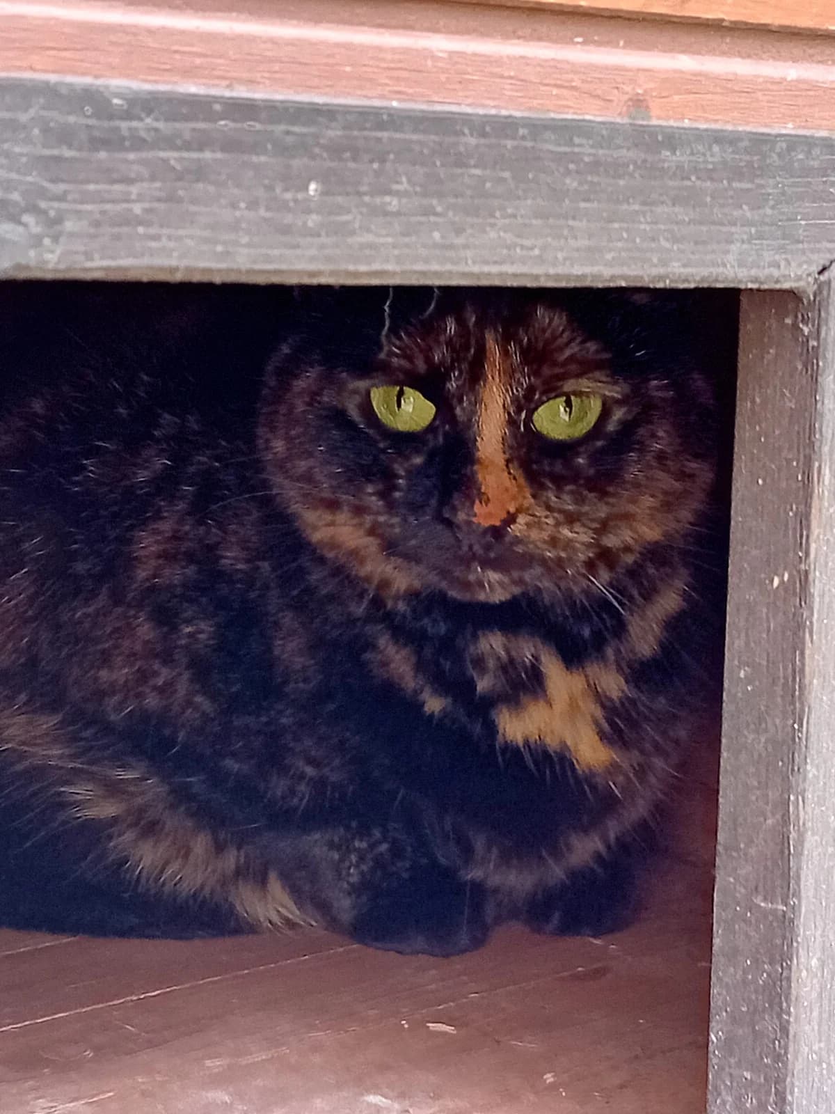 Rosette, female young European Shorthair for adoption at SRPA Veeweyde Brussels, Brussels