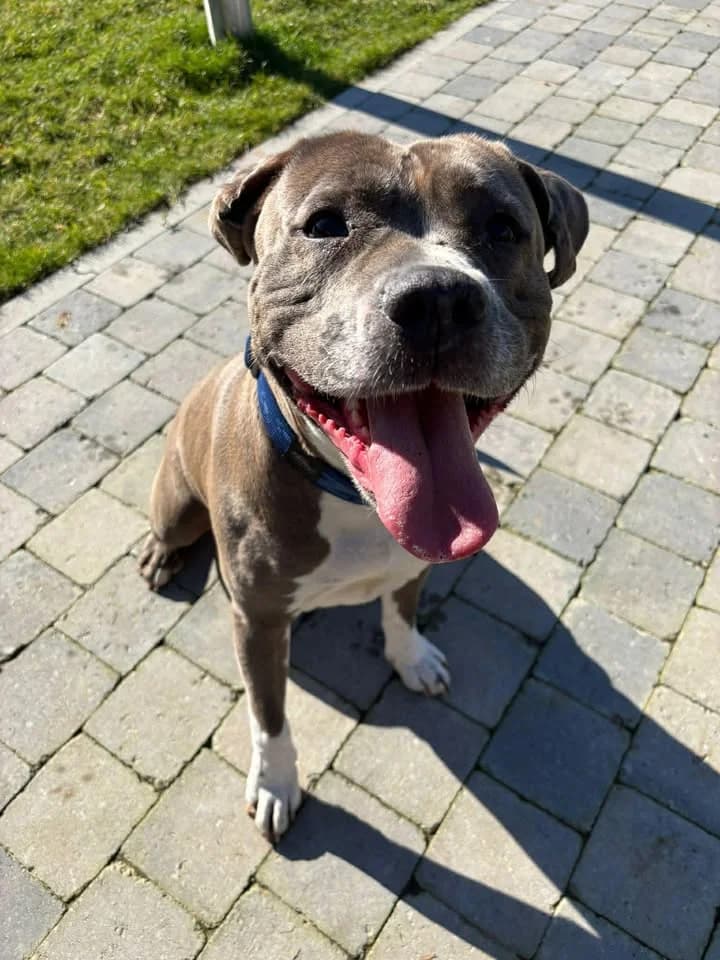 Lola, female 3yo American Staffordshire Terrier for adoption at SRPA Veeweyde Brussels, Brussels
