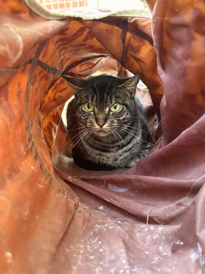 Minouche, European Shorthair (SRPA Veeweyde Brussels)