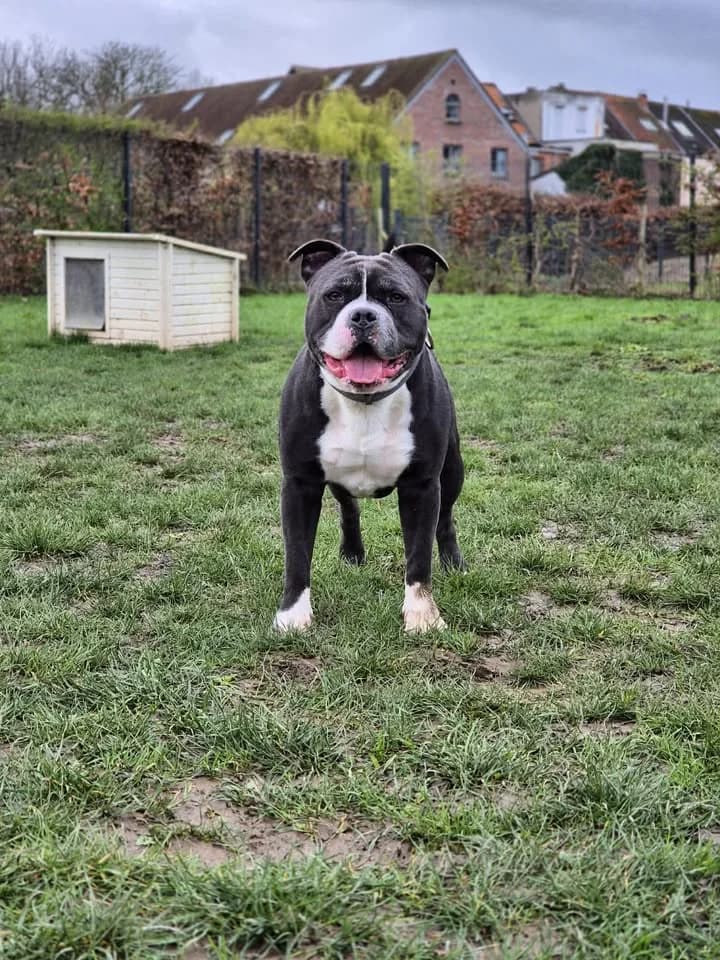 Simba, American Staffordshire Terrier (SRPA Veeweyde Brussels)