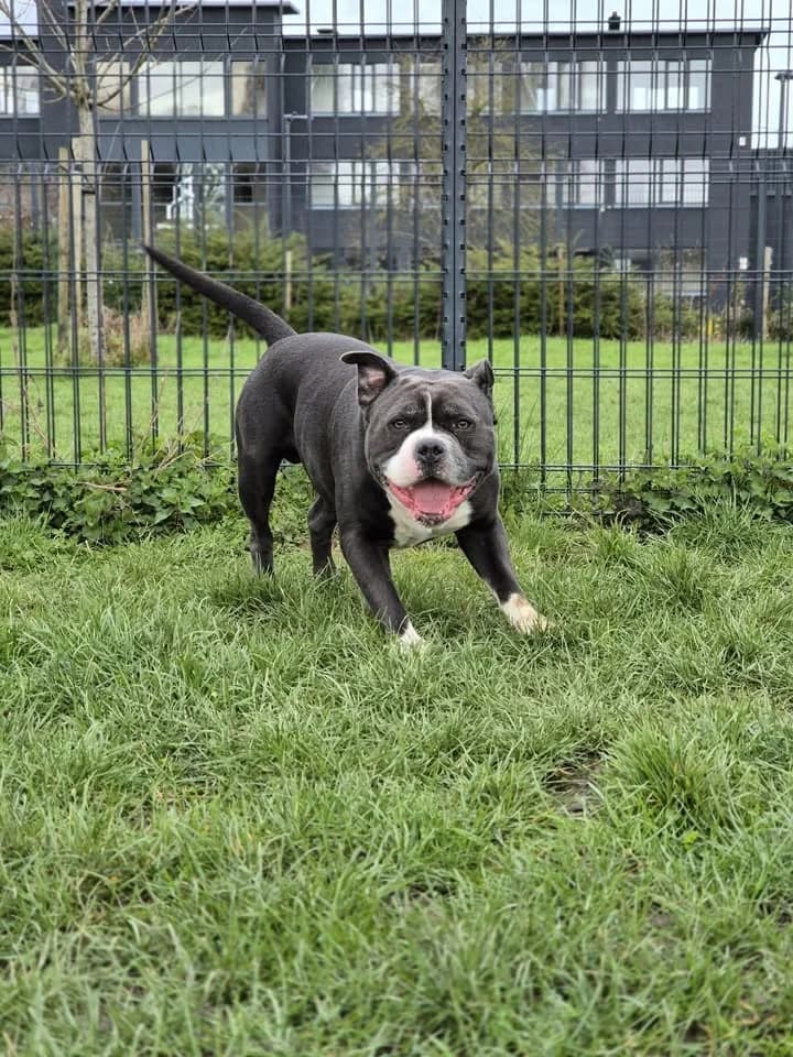 Simba, male 6yo American Staffordshire Terrier for adoption at SRPA Veeweyde Brussels, Brussels