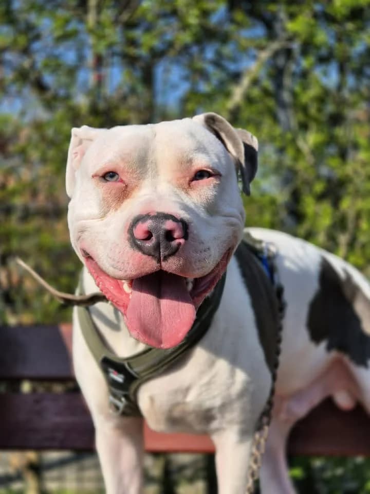 Jesse, Mixed Breed (SRPA Veeweyde Brussels)