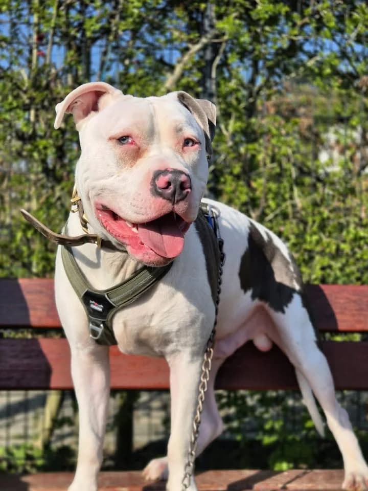 Jesse, male young Mixed Breed for adoption at SRPA Veeweyde Brussels, Brussels