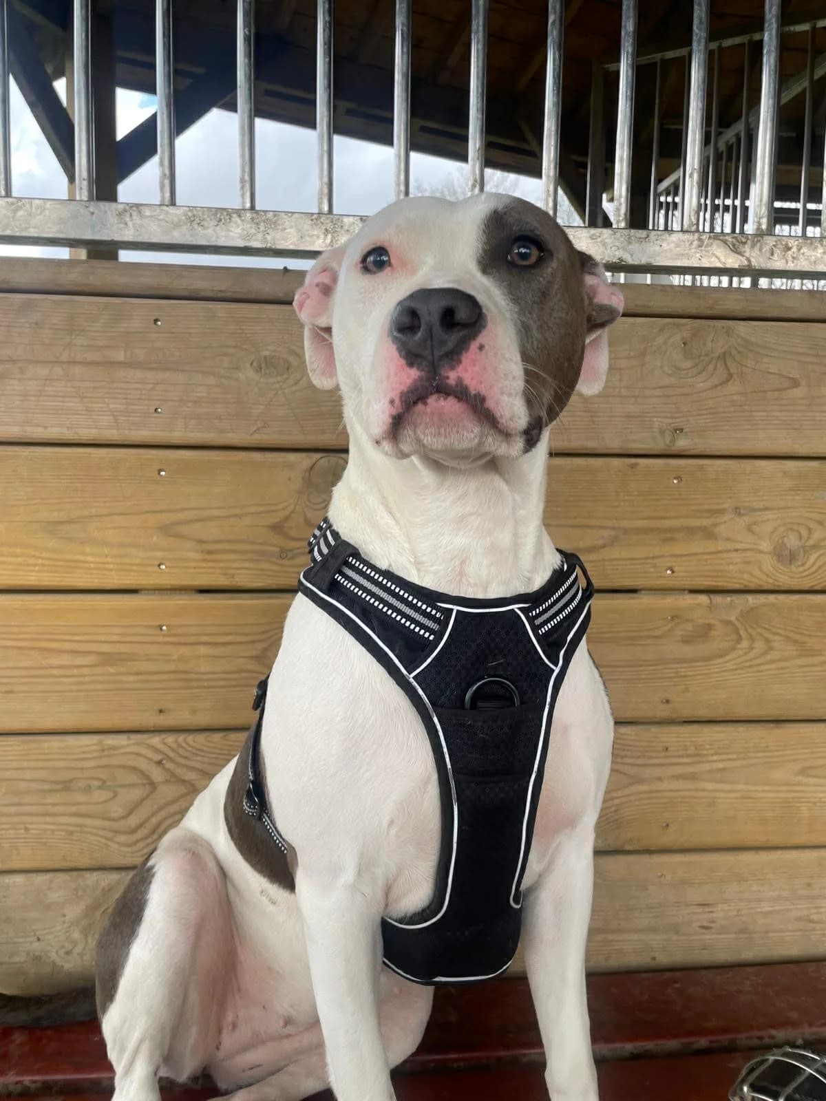 Alexa, American Staffordshire Terrier (SRPA Veeweyde Brussels)