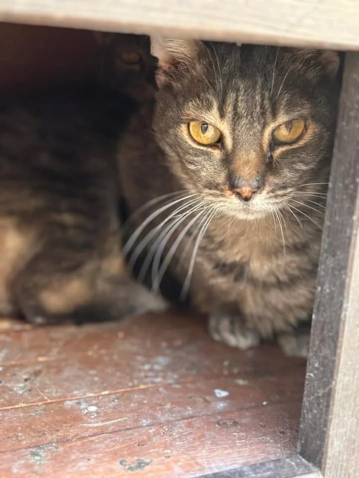 Fermi, female senior European Shorthair for adoption at SRPA Veeweyde Brussels, Brussels