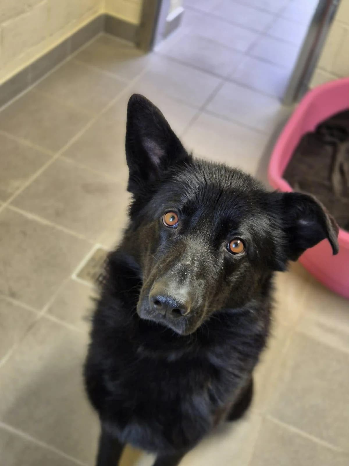 Shadow, German Shepherd (SRPA Veeweyde Brussels)