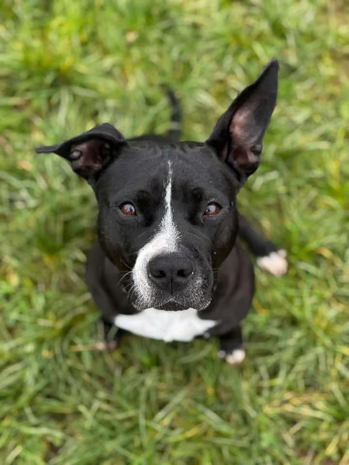 Kira, female 3yo American Staffordshire Terrier for adoption at SRPA Veeweyde Brussels, Brussels