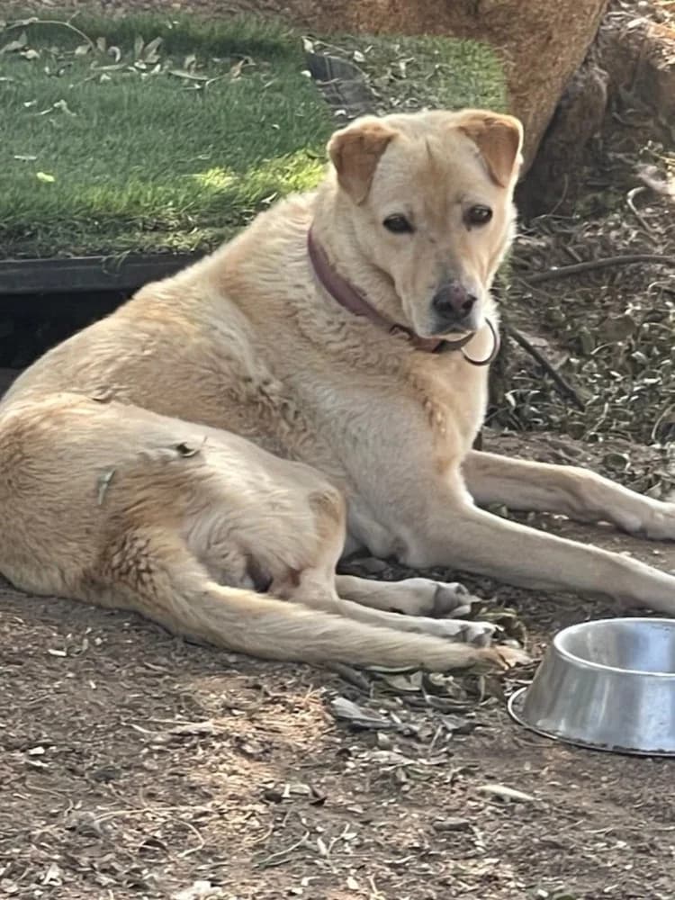 Yuna BR, handicap, senior