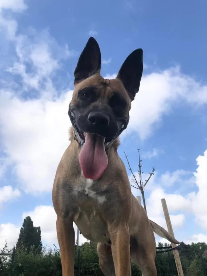 Cléo, Belgian Malinois (SRPA Veeweyde Brussels)
