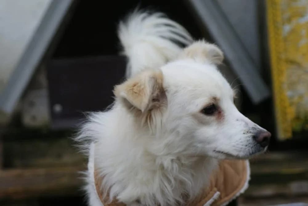 ❤️Murphy❤️ photo 4