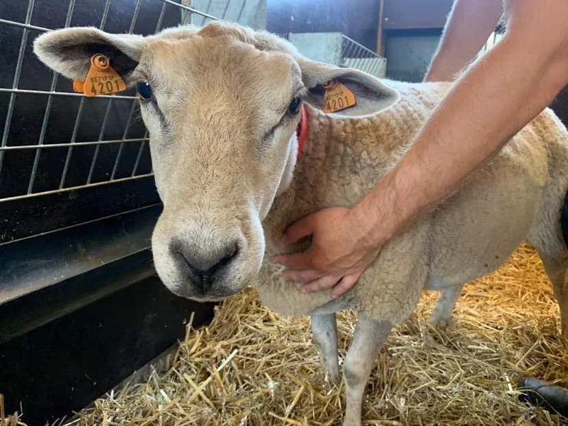 Ouragan, female senior mixed breed for adoption at SRPA Veeweyde Brussels, Brussels