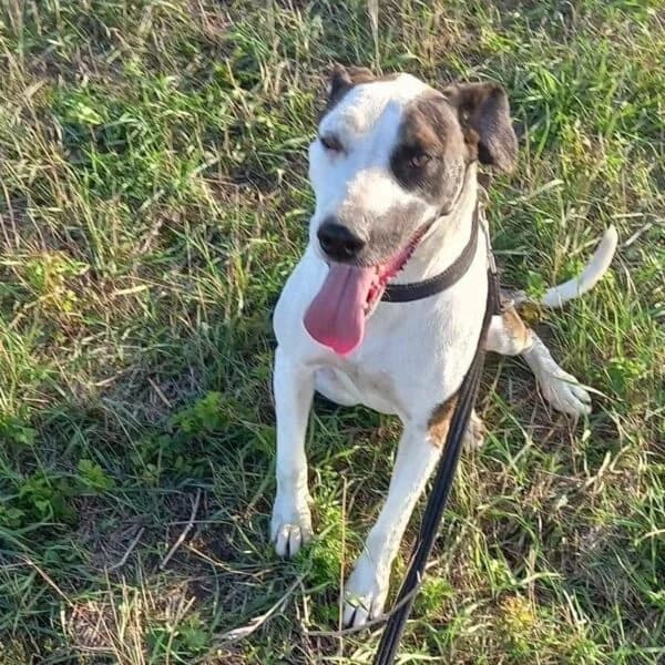 Sadie,  puppy Mixed Breed for adoption at Nalas Friends, Ghent
