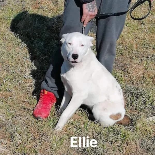 Ellie,  puppy Mixed Breed for adoption at Nalas Friends, Ghent