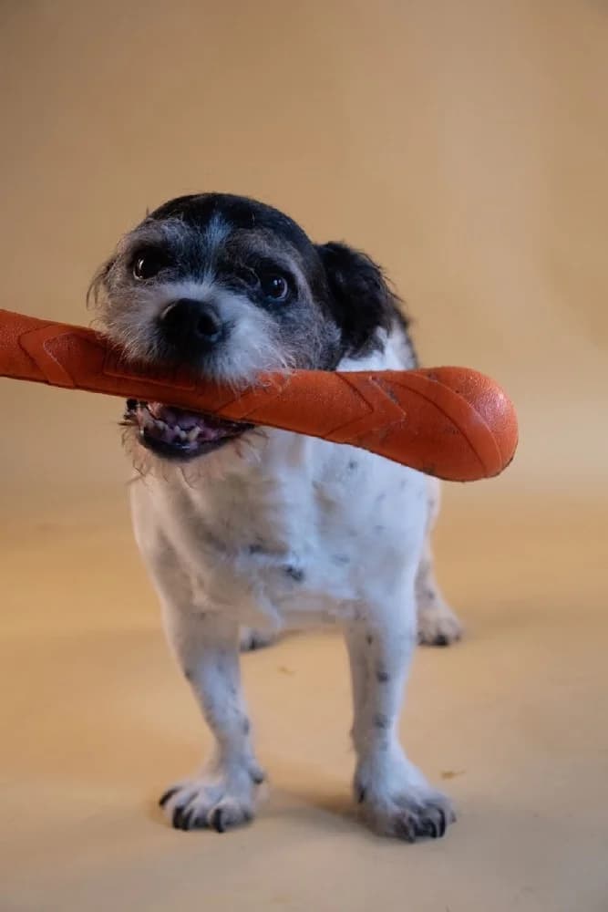 STOEMPERKE 9897 photo 5