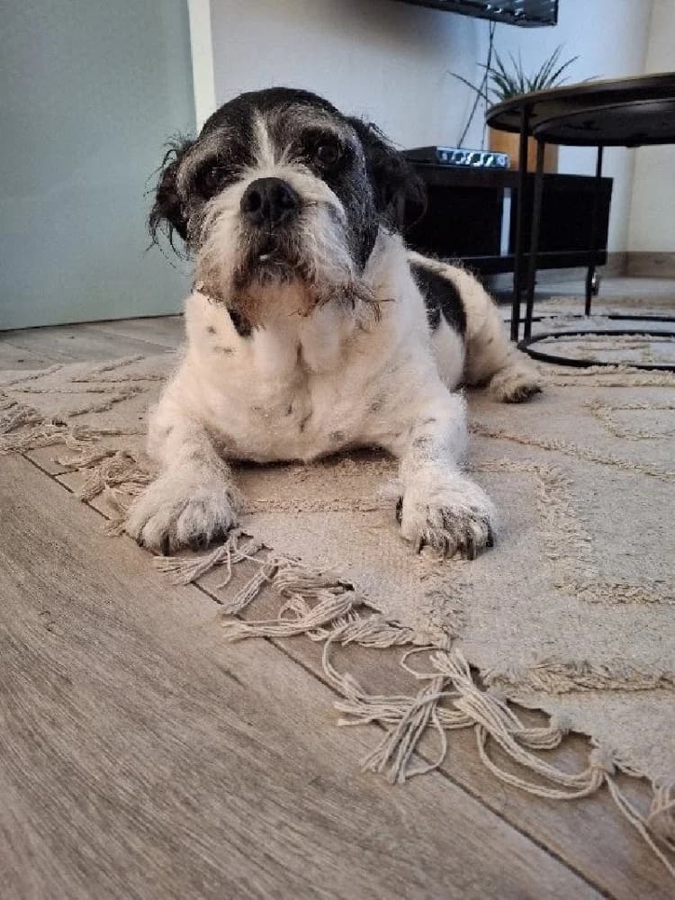 STOEMPERKE 9897 photo 7