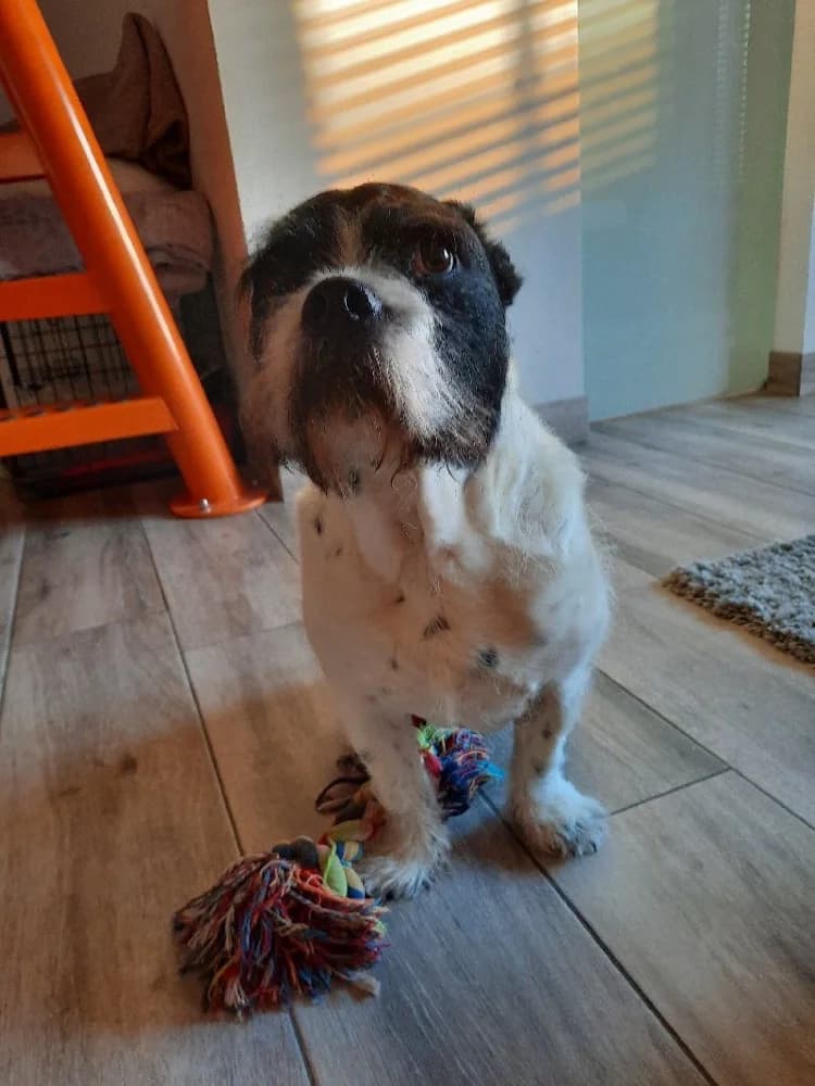 STOEMPERKE 9897 photo 8