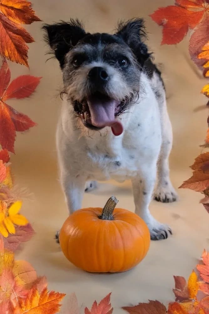 STOEMPERKE 9897 photo 2