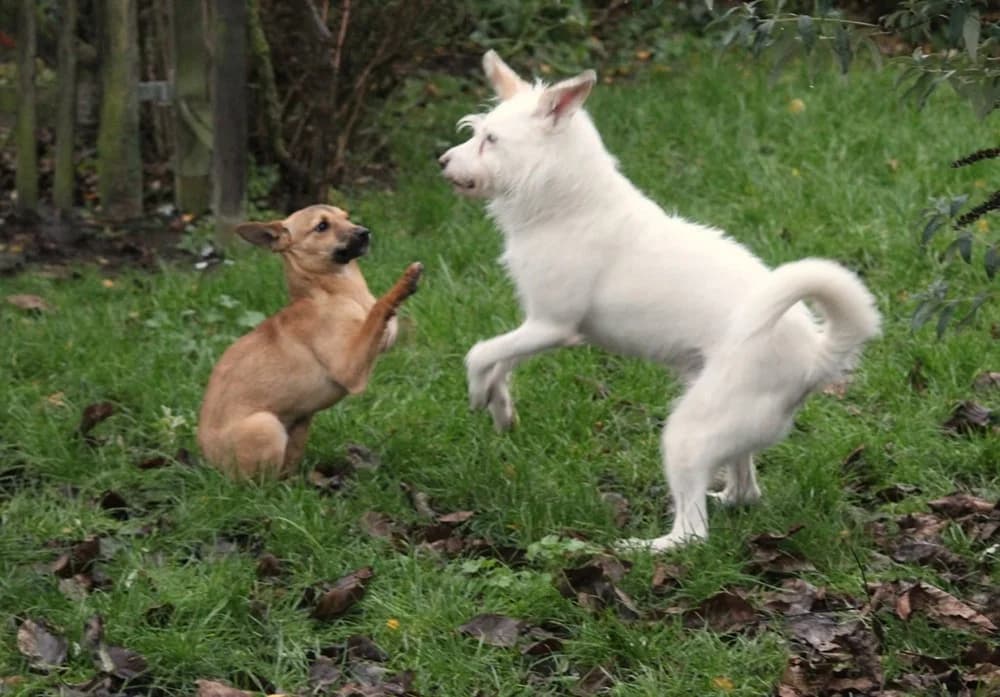 ❤️Abby❤️ – in België photo 6