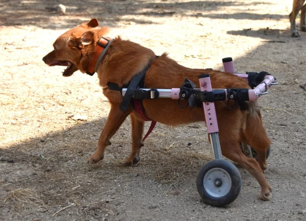 Adi BR, handicap photo 5