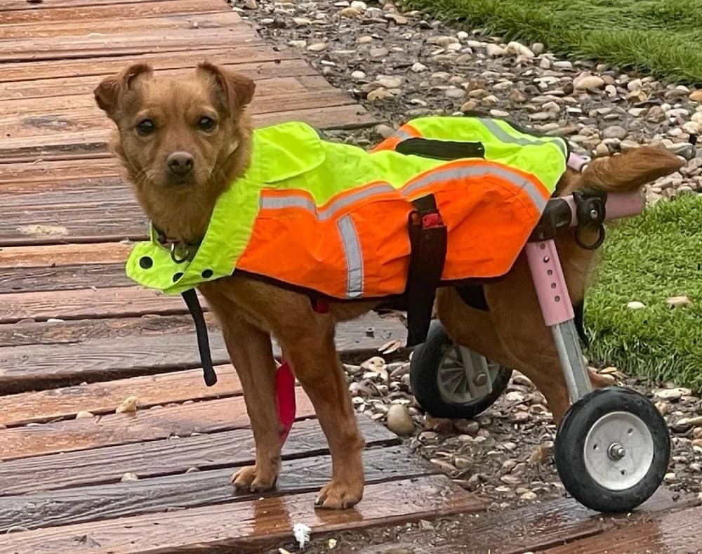 Adi BR, handicap photo 7