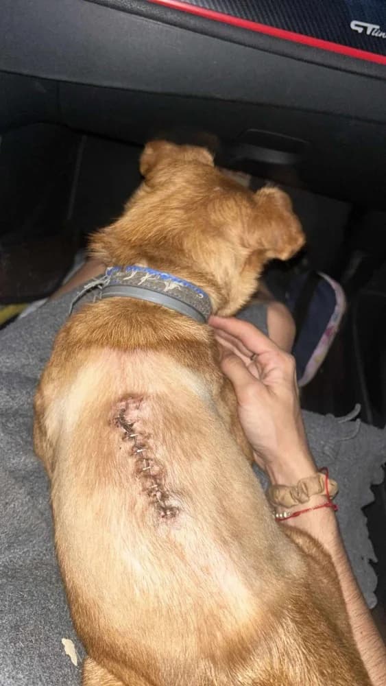 Adi BR, handicap photo 8