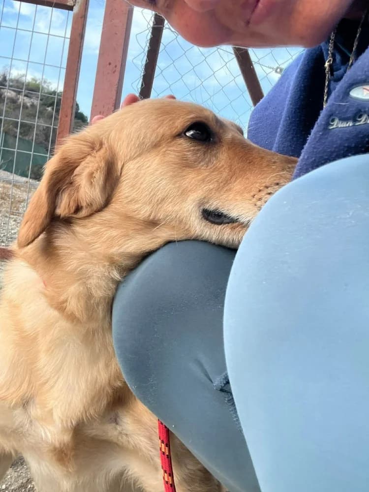 ADONIS*kattest mogelijk! photo 6