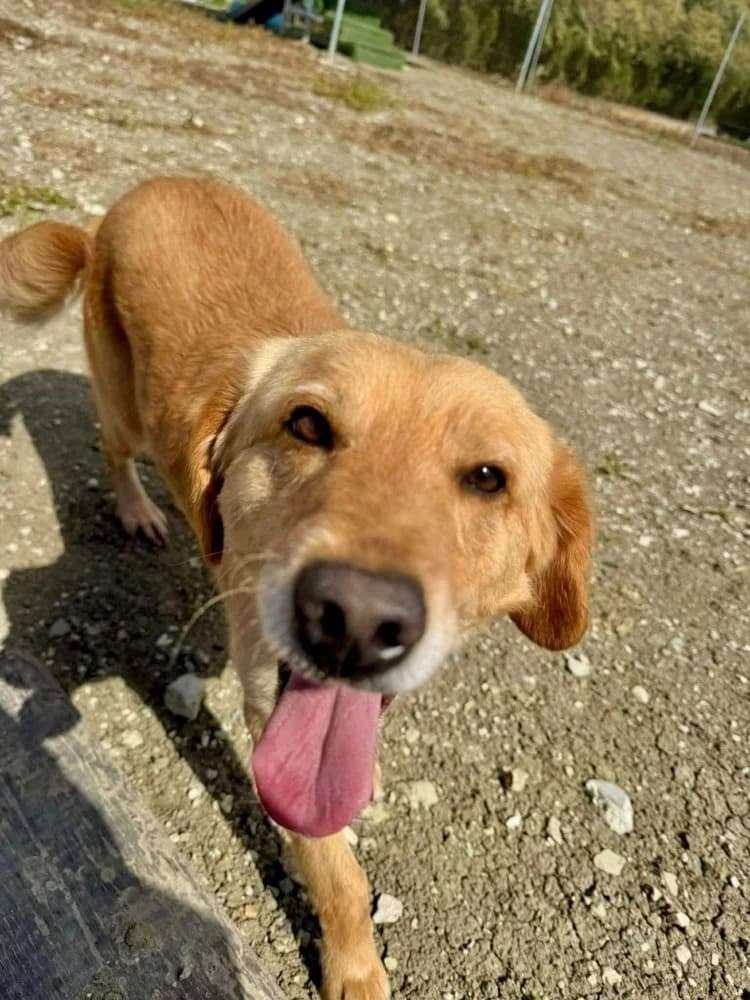 ADONIS*kattest mogelijk! photo 4