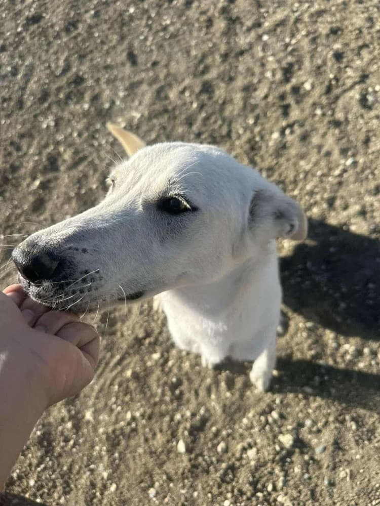 BASEL*kattest mogelijk! photo 7