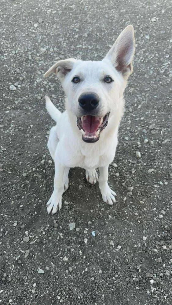 BASEL*kattest mogelijk!