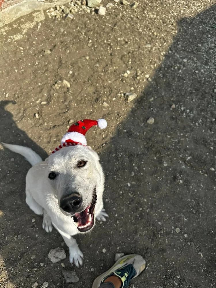 BASEL*kattest mogelijk! photo 4