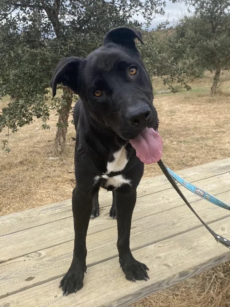 SAKU 23933, male Labrador Retriever for adoption at Adopteer.be, Brussels