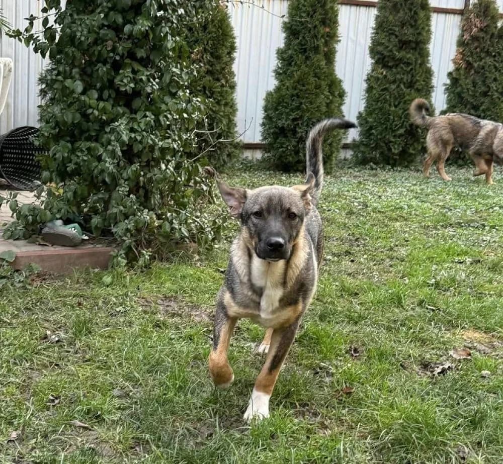 Aty, male Mixed Breed for adoption at Adopteer.be, Brussels
