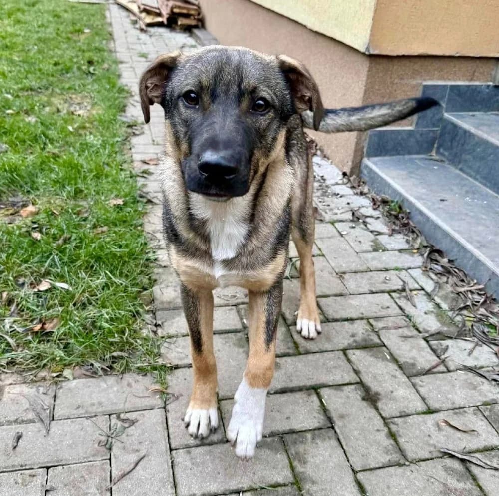 Aty, male Mixed Breed for adoption at Adopteer.be, Brussels — photo 2 of 6