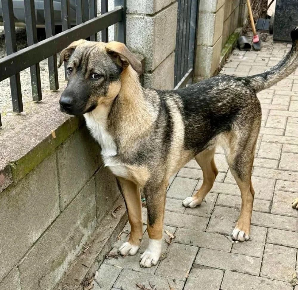 Aty, male Mixed Breed for adoption at Adopteer.be, Brussels — photo 3 of 6