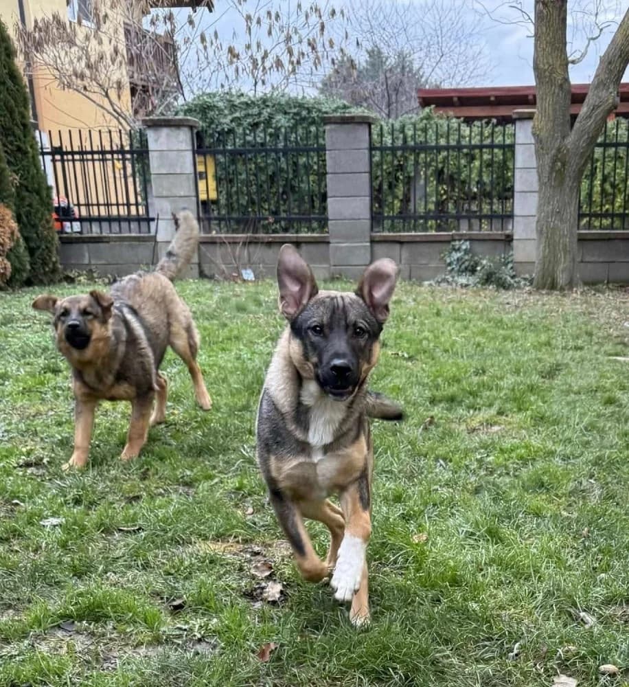 Aty, male Mixed Breed for adoption at Adopteer.be, Brussels — photo 4 of 6